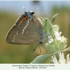 satyrium spini female mashuk 1